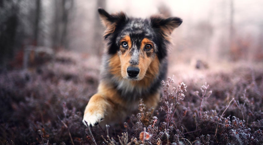 Ta lyckade bilder på din hund