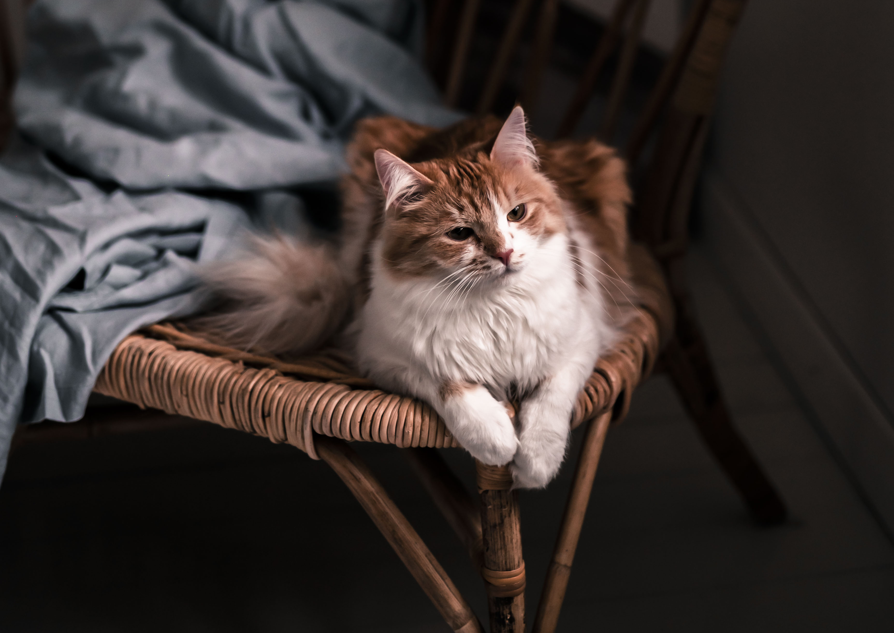 Fotografering av sällskapsdjur i inomhusmiljö