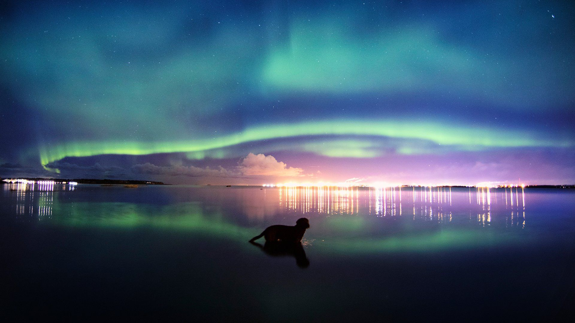 5 tips för att ta bättre foton på ditt husdjur