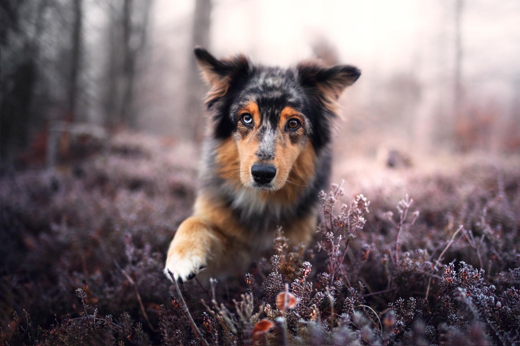 Ta lyckade bilder på din hund – 5 oslagbara tips