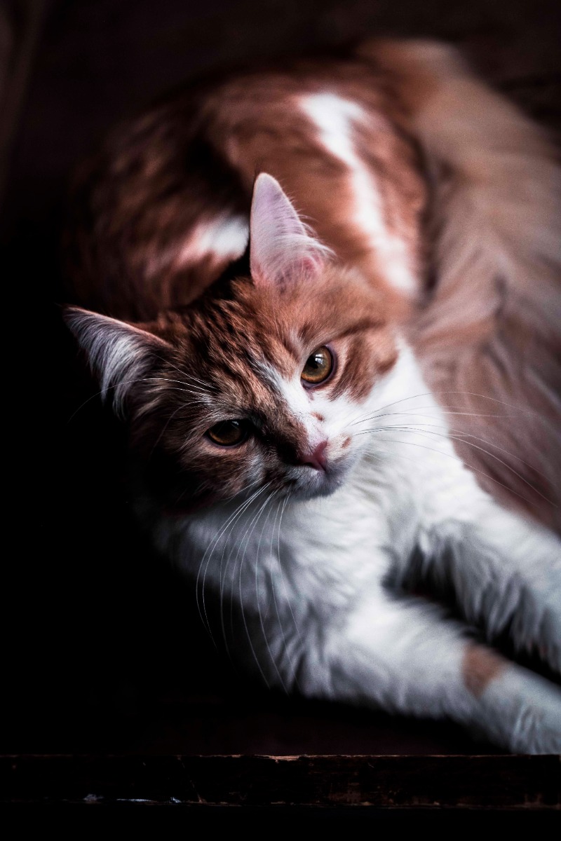 Ela_inkuvaus_sisa_tiloissa_Emma_Ivane_2