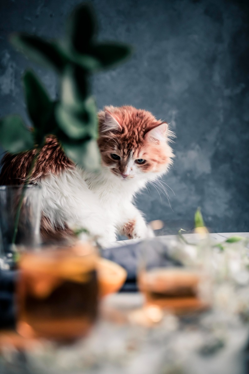 Ela_inkuvaus_sisa_tiloissa_Emma_Ivane_6