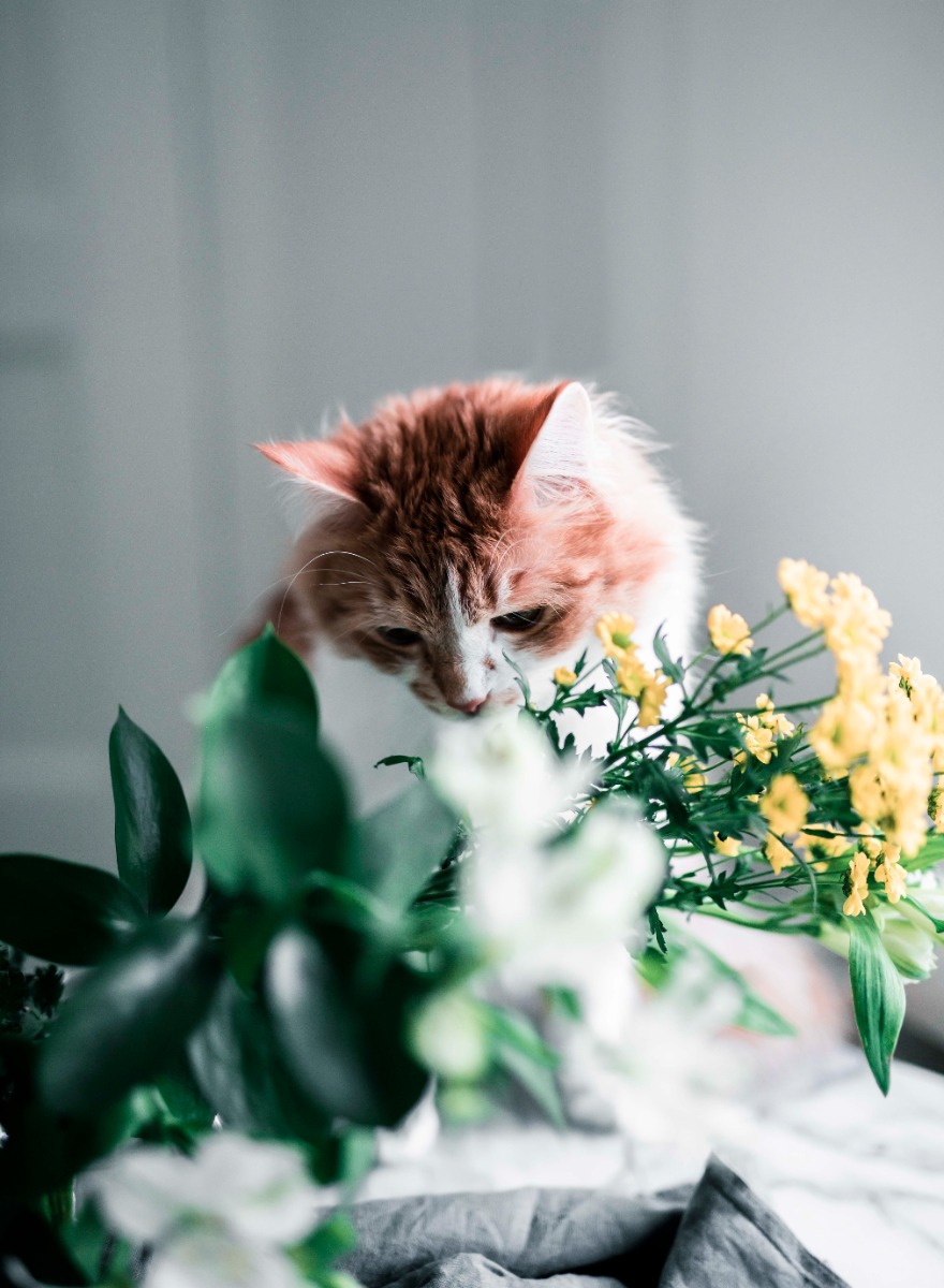 Ela_inkuvaus_sisa_tiloissa_Emma_Ivane_7