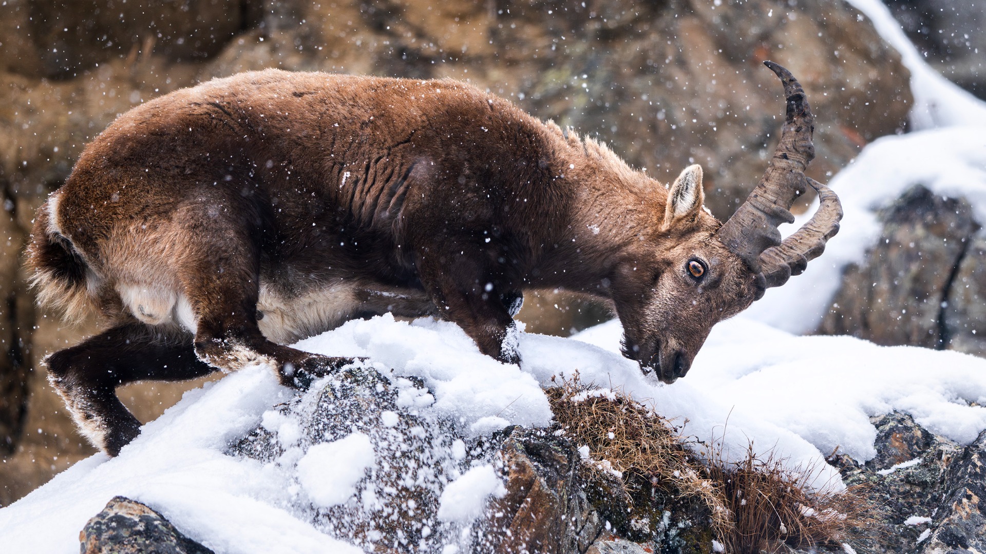 alpine-ibex-walking-over-snow-covered-rocks