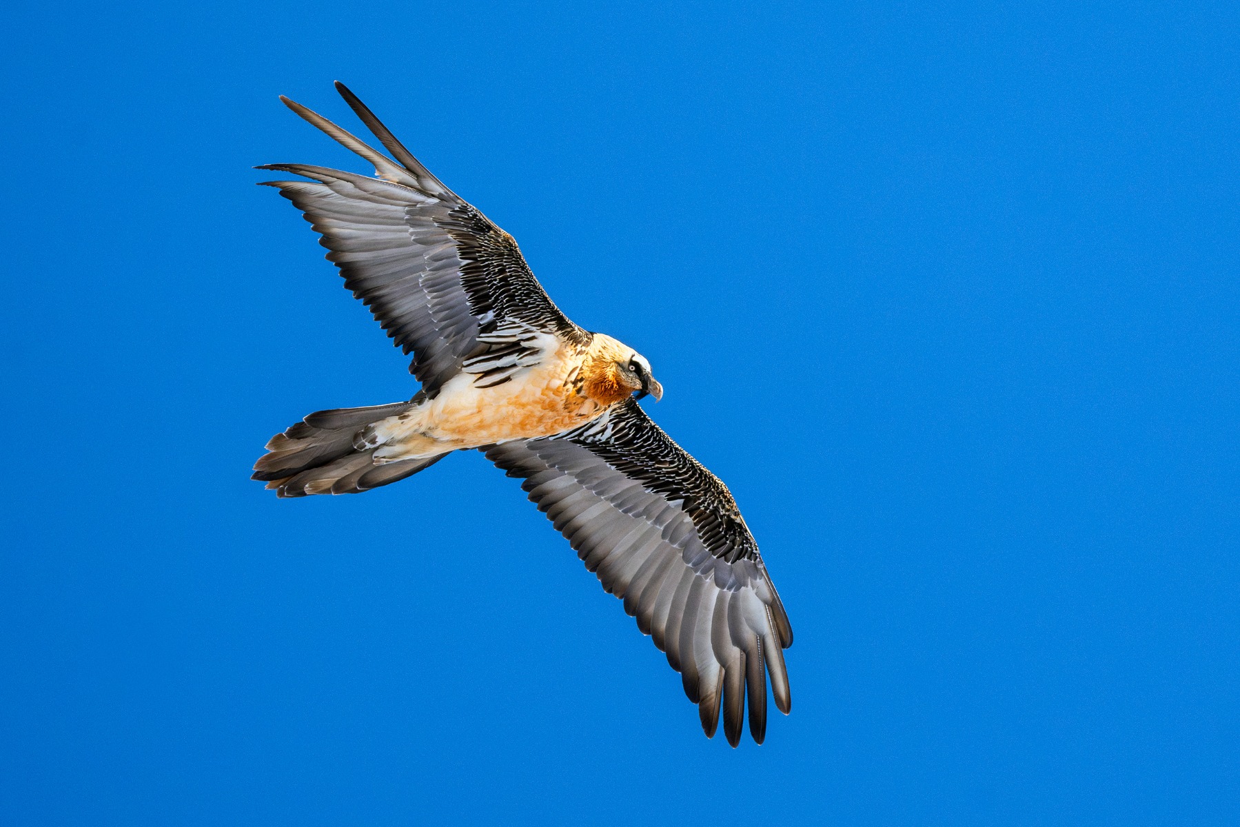 bearded-vulture-in-mid-flight