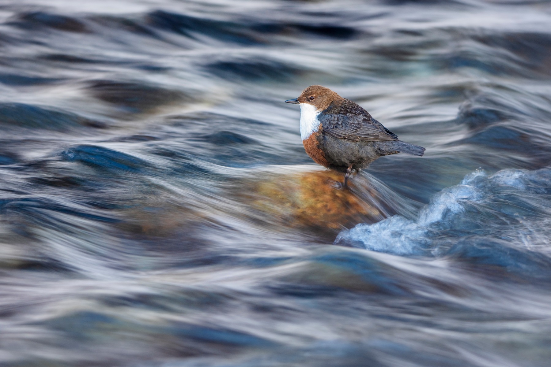white-throated-dipper-sitting-on-a-rock-in-a-stream